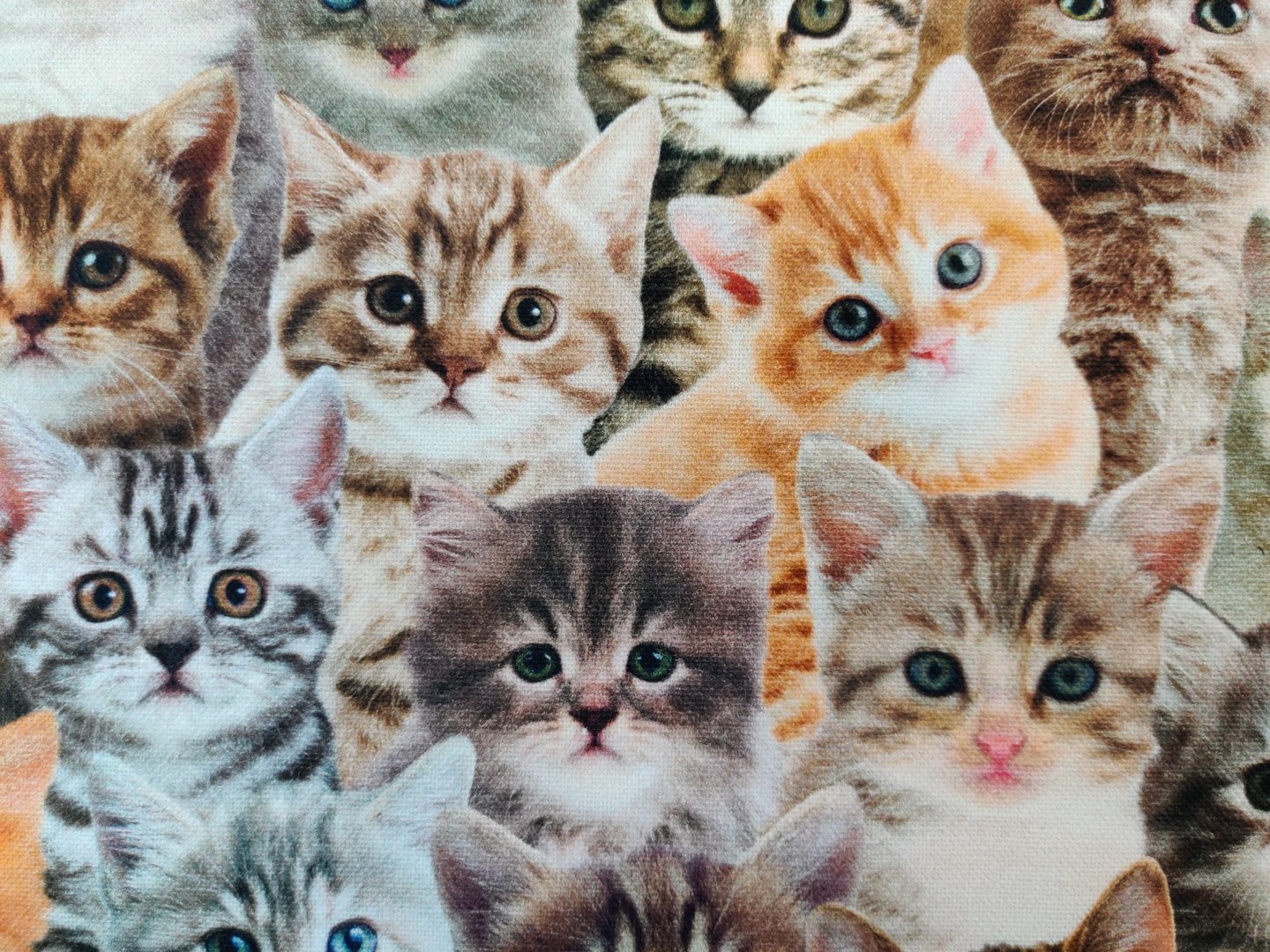 Cats cotton fabric