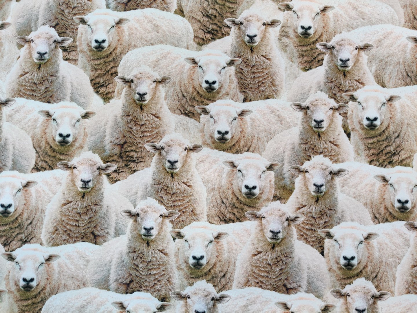 Sheep -cotton fabric